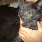 Anubis, Savannah, F-2B, Black on Black, Male DOB 3-24-17
