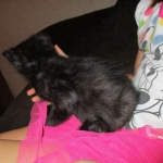 Anubis, Savannah, F-2B, Black on Black, Male DOB 3-24-17