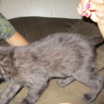 Anubis, Savannah, F-2B, Black on Black, Male DOB 3-24-17