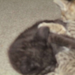 Anubis, Savannah, F-2B, Black on Black, Male DOB 3-24-17