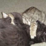 Anubis, Savannah, F-2B, Black on Black, Male DOB 3-24-17