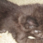 Anubis, Savannah, F-2B, Black on Black, Male DOB 3-24-17