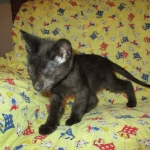 Anubis, Savannah, F-2B, Black on Black, Male DOB 3-24-17