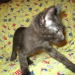 Anubis, Savannah, F-2B, Black on Black, Male DOB 3-24-17