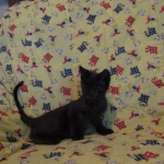 Anubis, Savannah, F-2B, Black on Black, Male DOB 3-24-17