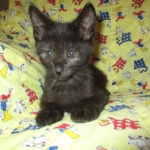 Anubis, Savannah, F-2B, Black on Black, Male DOB 3-24-17