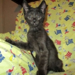 Anubis, Savannah, F-2B, Black on Black, Male DOB 3-24-17