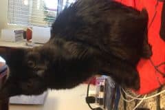 Nobu, Savannah F-2B, Black Smoke, Female DOB 5-16-17