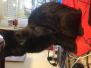 Nobu, Savannah F-2B, Black Smoke, Female DOB 5-16-17