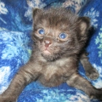 Savannah, F-2B, Smoke, Female DOB 5-16-17