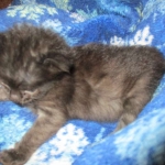 Savannah, F-2B, Smoke, Female DOB 5-16-17