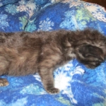 Savannah, F-2B, Smoke, Female DOB 5-16-17