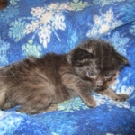 Savannah, F-2B, Smoke, Female DOB 5-16-17