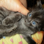 Savannah, F-2B, Smoke, Female DOB 5-16-17