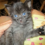 Savannah, F-2B, Smoke, Female DOB 5-16-17