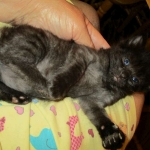 Savannah, F-2B, Smoke, Female DOB 5-16-17