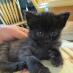 Savannah, F-2B, Smoke, Female DOB 5-16-17