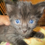 Savannah, F-2B, Smoke, Female DOB 5-16-17