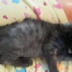 Savannah, F-2B, Smoke, Female DOB 5-16-17