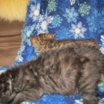 Savannah, F-2B, Smoke, Female DOB 5-16-17