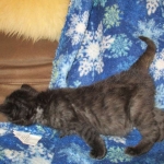 Savannah, F-2B, Smoke, Female DOB 5-16-17