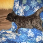 Savannah, F-2B, Smoke, Female DOB 5-16-17