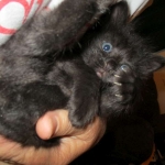 Savannah, F-2B, Smoke, Female DOB 5-16-17