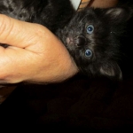 Savannah, F-2B, Smoke, Female DOB 5-16-17