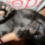 Savannah, F-2B, Smoke, Female DOB 5-16-17