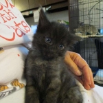 Savannah, F-2B, Smoke, Female DOB 5-16-17