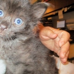 Savannah, F-2B, Smoke, Female DOB 5-16-17