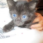 Savannah, F-2B, Smoke, Female DOB 5-16-17