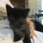 Savannah, F-2B, Smoke, Female DOB 5-16-17