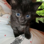 Savannah, F-2B, Smoke, Female DOB 5-16-17