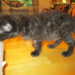 Savannah, F-2B, Smoke, Female DOB 5-16-17