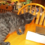 Savannah, F-2B, Smoke, Female DOB 5-16-17