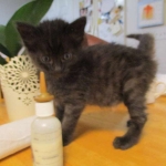 Savannah, F-2B, Smoke, Female DOB 5-16-17