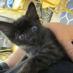 Savannah, F-2B, Smoke, Female DOB 5-16-17