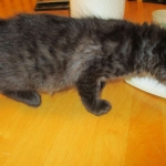 Savannah, F-2B, Smoke, Female DOB 5-16-17