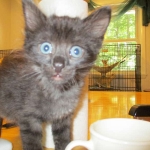 Savannah, F-2B, Smoke, Female DOB 5-16-17