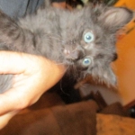 Savannah, F-2B, Smoke, Female DOB 5-16-17