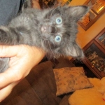 Savannah, F-2B, Smoke, Female DOB 5-16-17