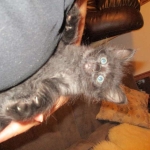 Savannah, F-2B, Smoke, Female DOB 5-16-17