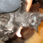 Savannah, F-2B, Smoke, Female DOB 5-16-17