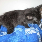 Savannah, F-2B, Smoke, Female DOB 5-16-17