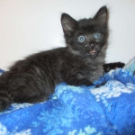 Savannah, F-2B, Smoke, Female DOB 5-16-17