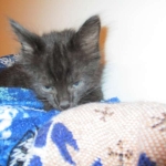 Savannah, F-2B, Smoke, Female DOB 5-16-17