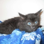 Savannah, F-2B, Smoke, Female DOB 5-16-17