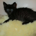 Savannah, F-2B, Smoke, Female DOB 5-16-17