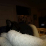 Nobu Savannah, F-2B, Smoke, Female DOB 5-16-17